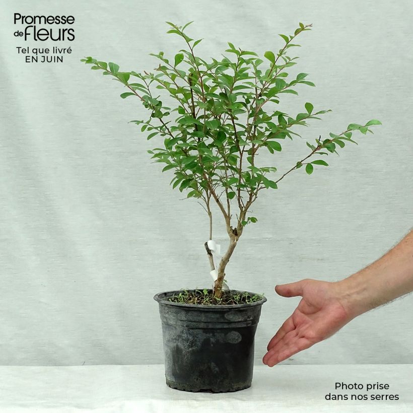 Spécimen de Lagerstroemia indica Summer Beauty Ozark Spring - Lilas des Indes Pot de 3L/4L tel que livré en été