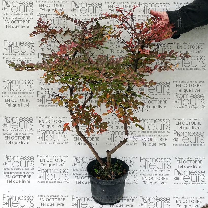 Exemple de spécimen de Lagerstroemia indica Summer Charm Acoma - Lilas des Indes tel que livré