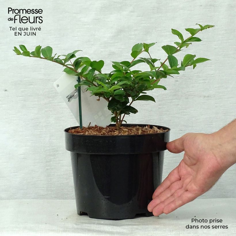Spécimen de Lagerstroemia indica Summer Charm Tonto - Lilas des Indes  Pot de 3L/4L tel que livré en été