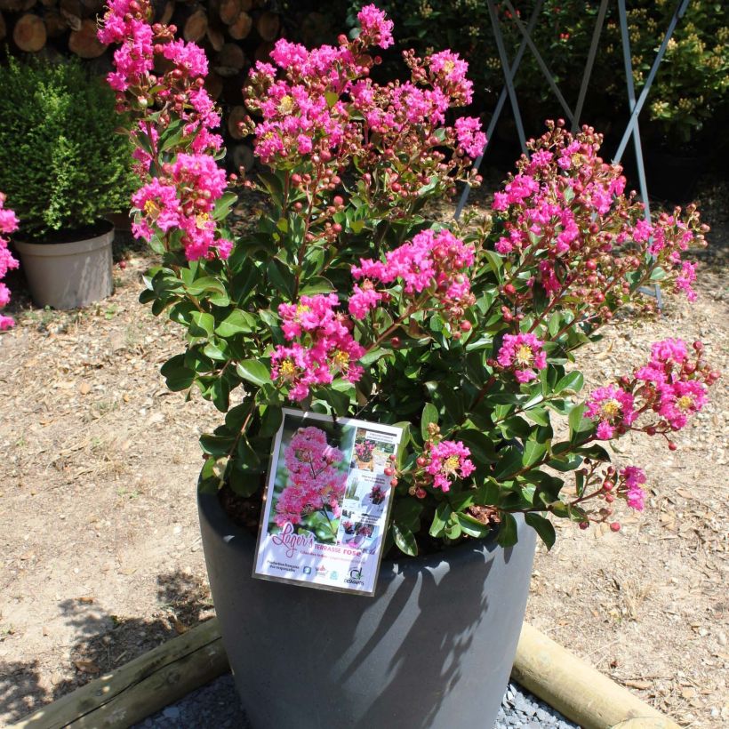 Lagerstroemia indica Terrasse Rose - Lilas des Indes (Floraison)