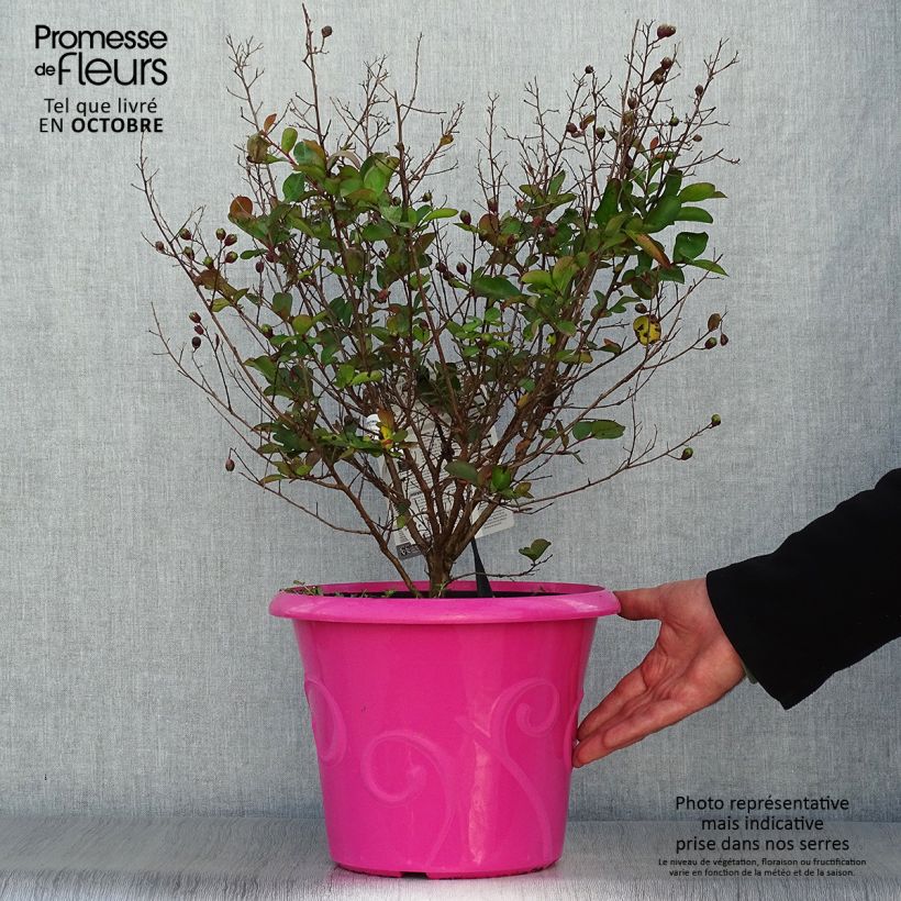 Spécimen de Lagerstroemia indica Terrasse Rose - Lilas des Indes Pot de 3L/4L tel que livré en automne