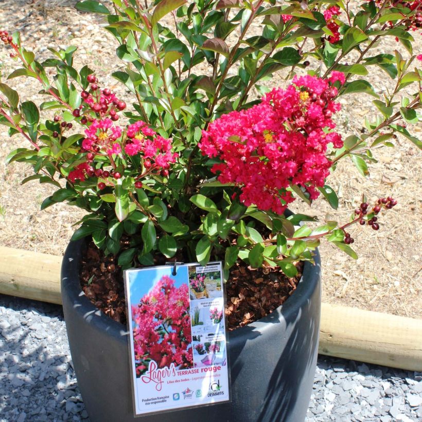 Lagerstroemia indica Terrasse Rouge - Lilas des Indes (Floraison)