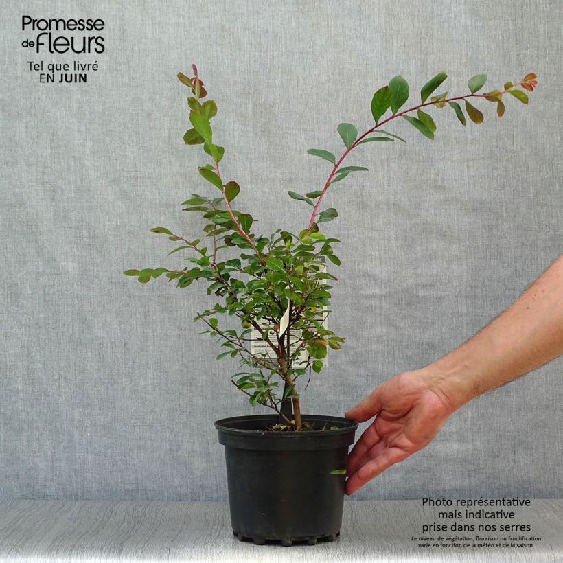 Spécimen de Lagerstroemia indica Terrasse Rouge - Lilas des Indes Pot de 3L/4L tel que livré en été