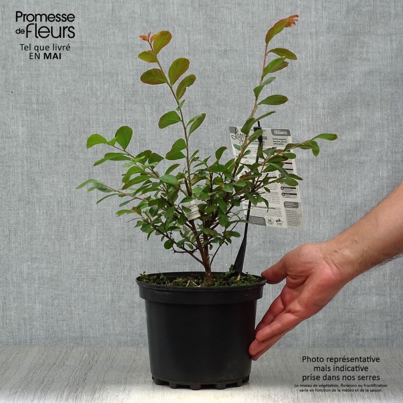 Spécimen de Lagerstroemia indica Terrasse Rouge - Lilas des Indes Pot de 3L/4L tel que livré au printemps