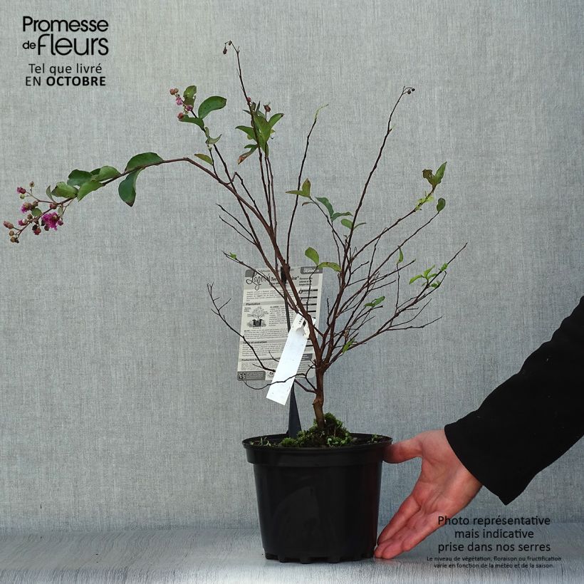 Spécimen de Lagerstroemia indica Terre Chinoise - Lilas des Indes	 tel que livré en automne