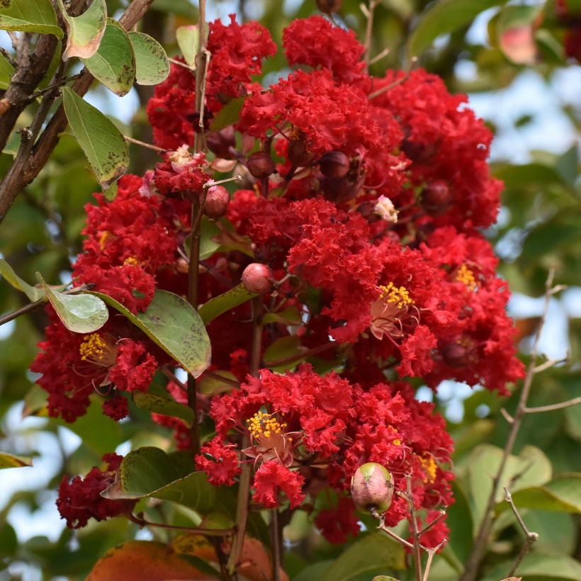 Lagerstroemia indica Victoria - Lilas des Indes (Floraison)