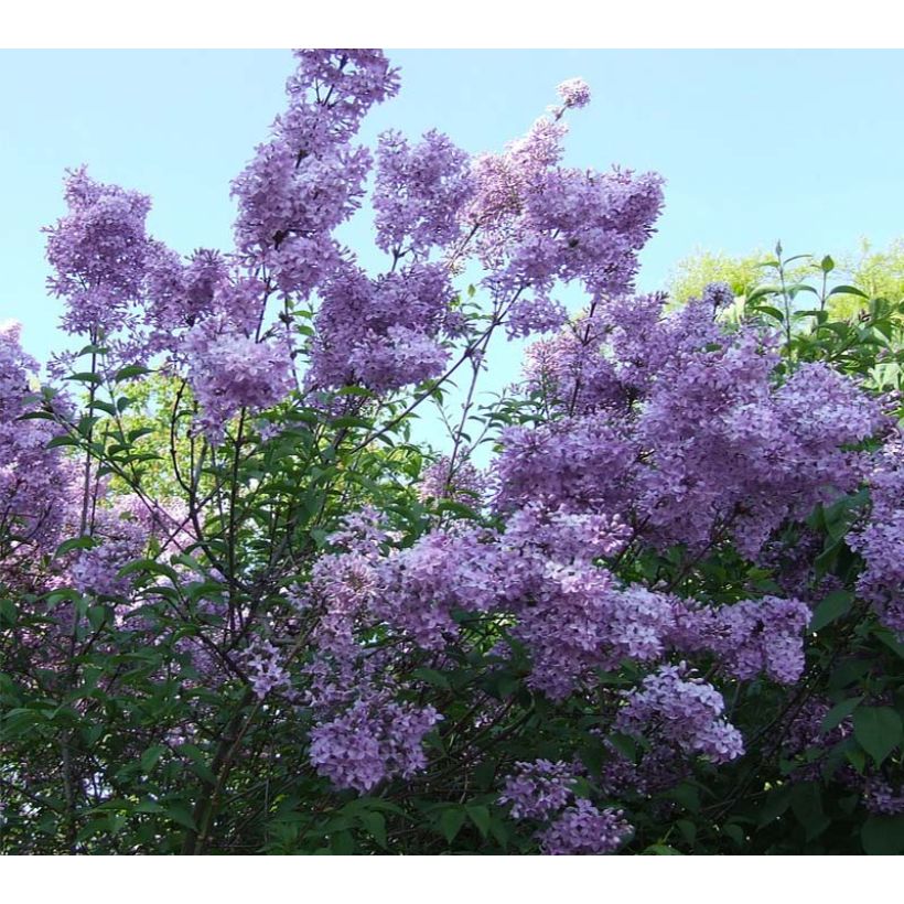 Lagerstroemia indica Violacea - Lilas des Indes (Floraison)