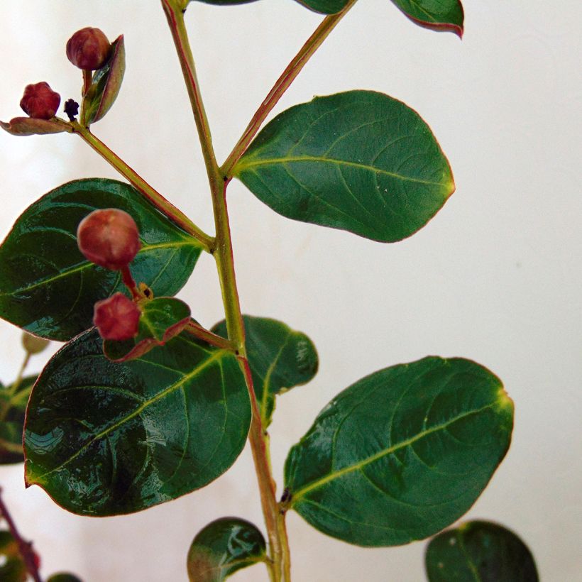 Lagerstroemia indica Violacea - Lilas des Indes (Feuillage)