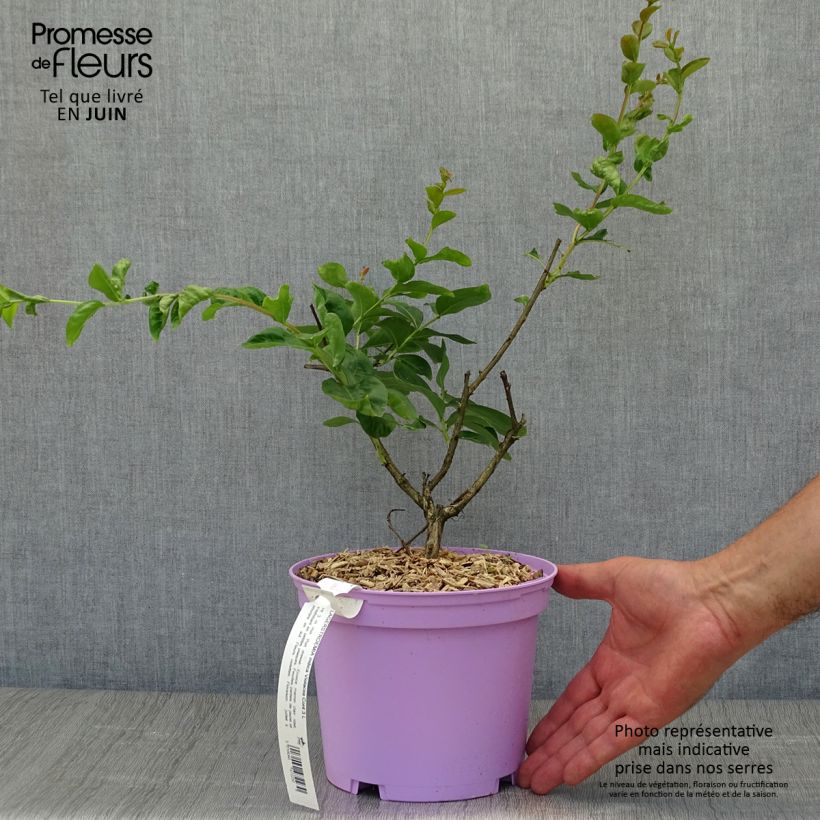 Spécimen de Lagerstroemia indica Violacea - Lilas des Indes Pot de 2L/3L tel que livré en été