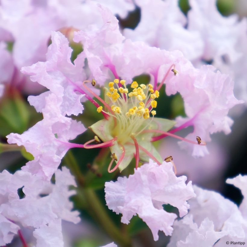 Lilas des Indes 'With Love Babe' (Floraison)