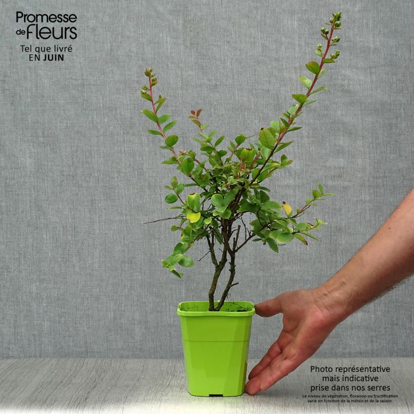 Spécimen de Lilas des Indes 'With Love Babe' Pot de 3L/4L tel que livré en été