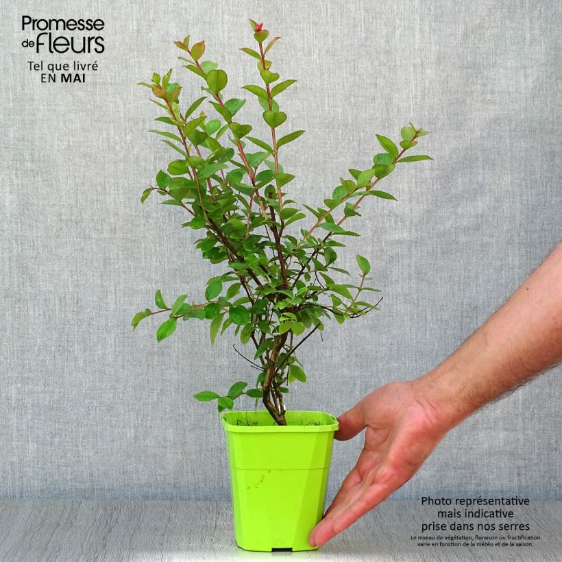 Spécimen de Lilas des Indes 'With Love Babe' Pot de 3L/4LHauteur livrée env. 60/80cm tel que livré au printemps