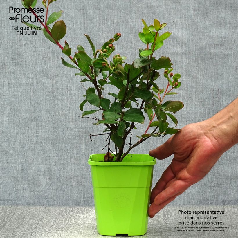 Spécimen de Lagerstroemia indica With Love Eternal - Lilas des Indes Pot de 3L/4L tel que livré en été