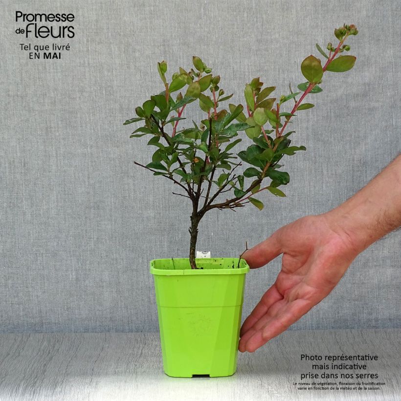Spécimen de Lagerstroemia indica With Love Eternal - Lilas des Indes Pot de 3L/4L tel que livré au printemps