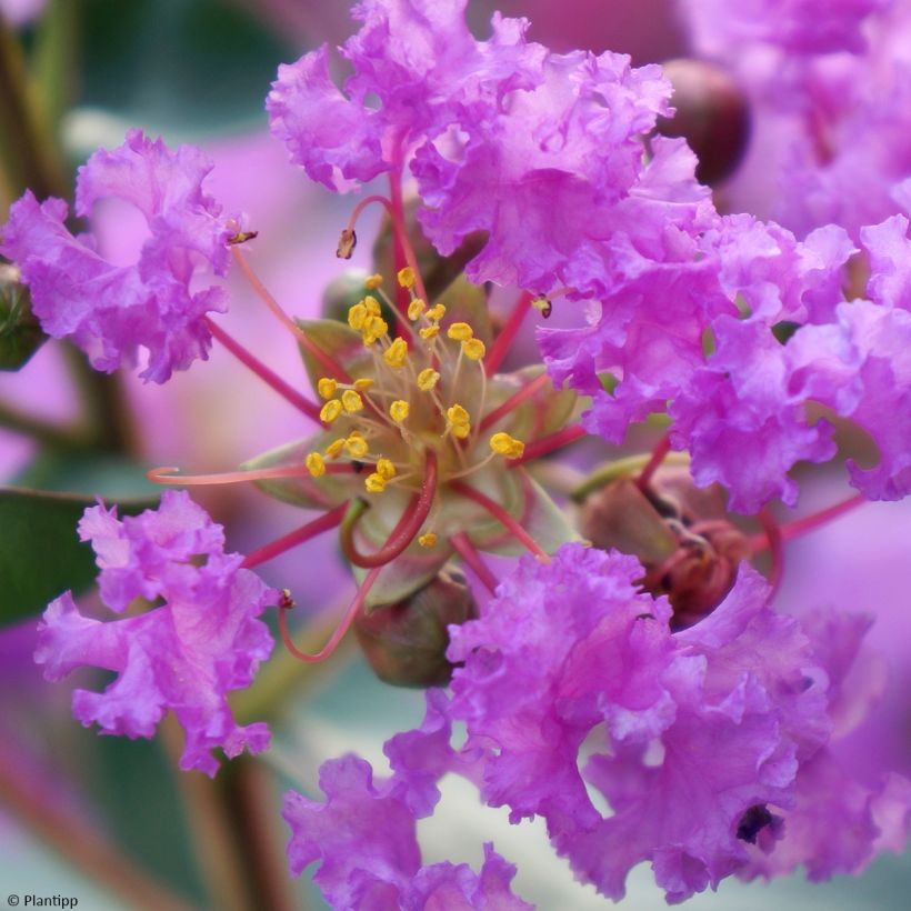 Lilas des Indes - Lagerstroemia indica Eternal With Love (Floraison)