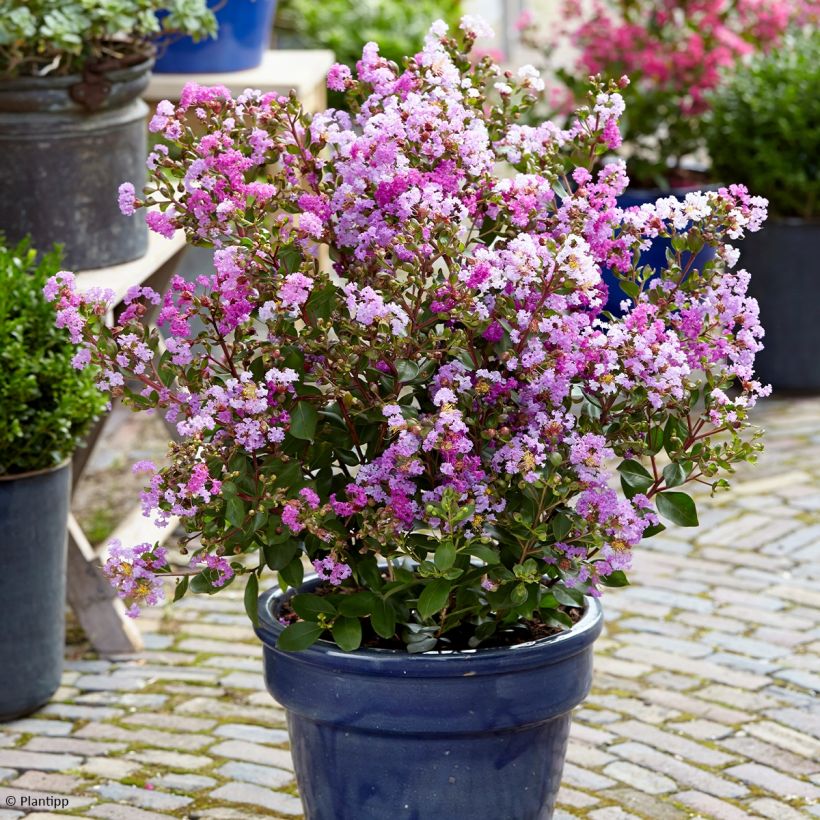 Lagerstroemia indica With Love Eternal - Lilas des Indes (Port)