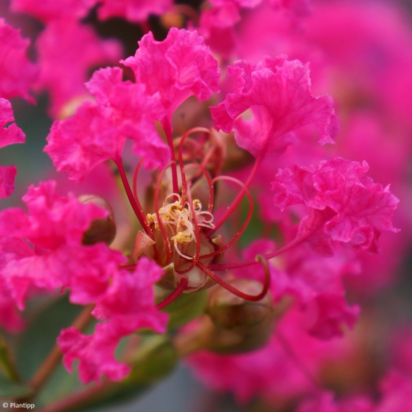 Lagerstroemia indica With Love Kiss Milarosso - Lilas des Indes (Floraison)
