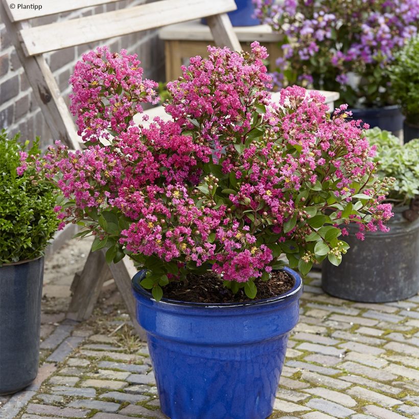 Lagerstroemia indica With Love Kiss Milarosso - Lilas des Indes (Port)