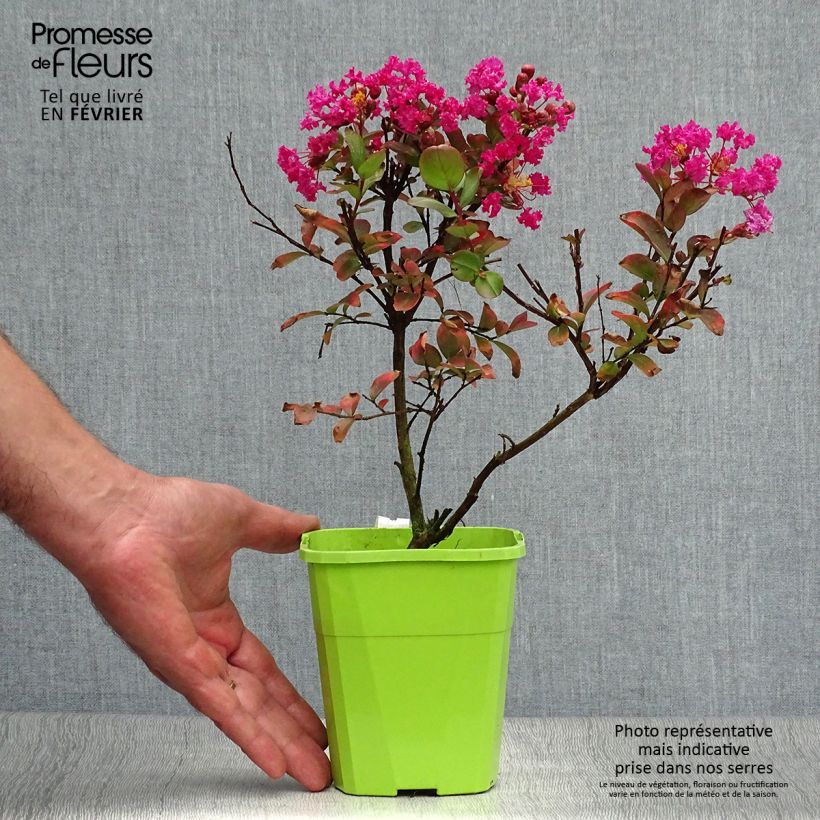 Spécimen de Lagerstroemia indica With Love Kiss Milarosso - Lilas des Indes en pot de 3/4L tel que livré en automne
