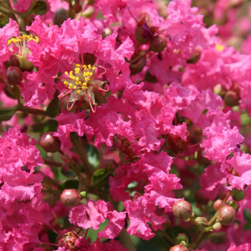 Lagerstroemia indica Yang Tse - Lilas des Indes	 (Floraison)