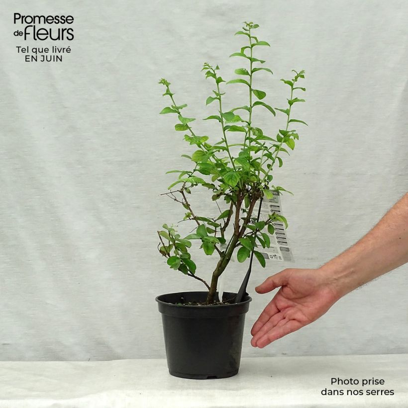 Spécimen de Lagerstroemia indica Yang Tse - Lilas des Indes	 Pot de 3L/4L tel que livré en été