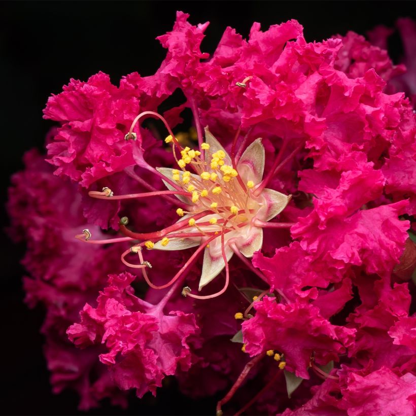 Lilas des Indes - Lagerstroemia indica Rhapsody In Blue (Floraison)