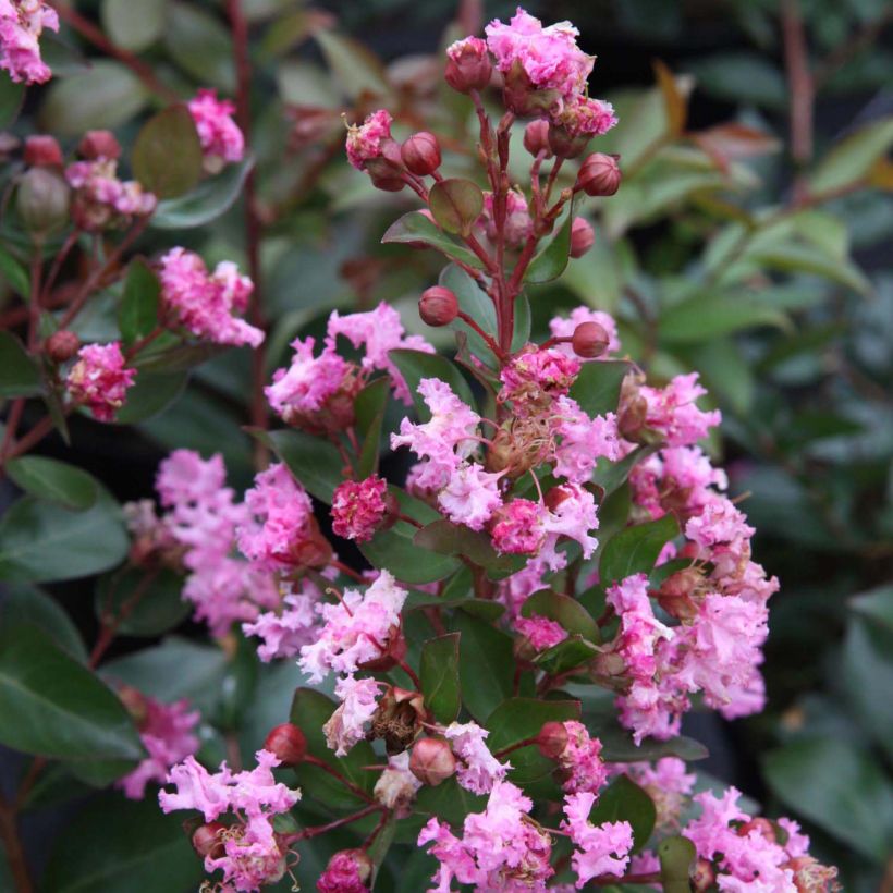 Lagerstroemia Mardi Gras - Lilas des Indes (Floraison)