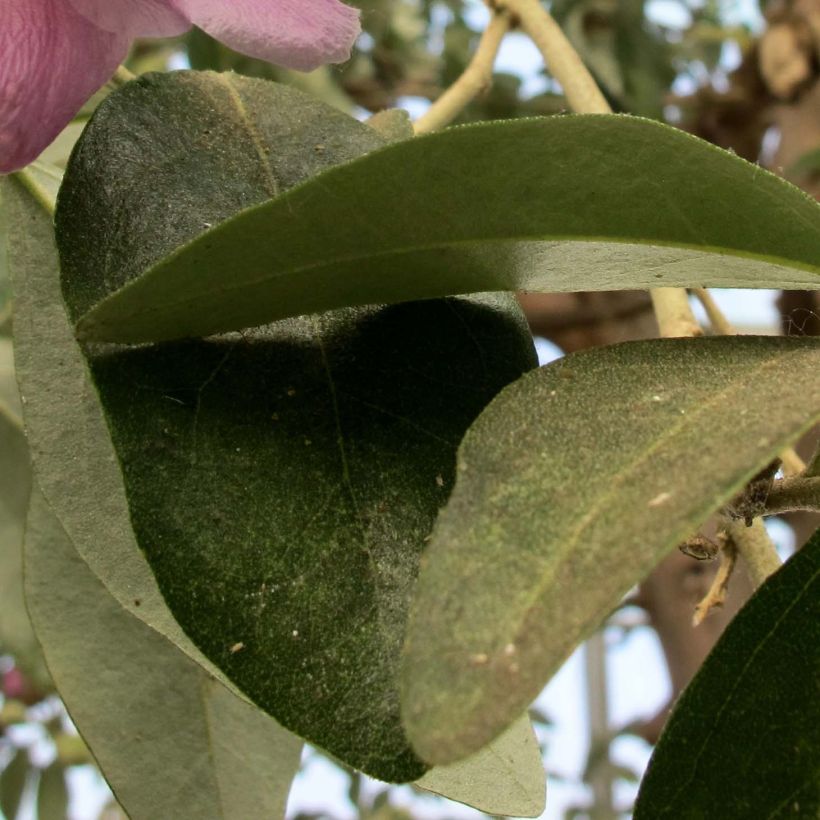 Lagunaria patersonii - Hibiscus de l'île de Norfolk (Feuillage)