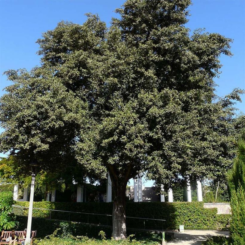 Lagunaria patersonii - Hibiscus de l'île de Norfolk (Port)