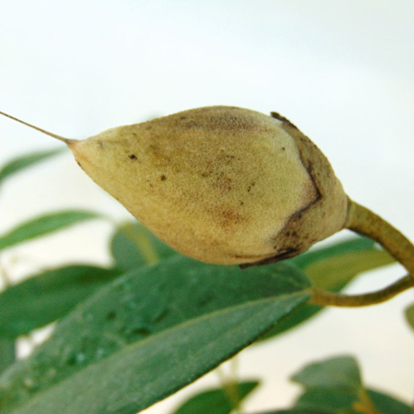 Lagunaria patersonii - Hibiscus de l'île de Norfolk (Récolte)