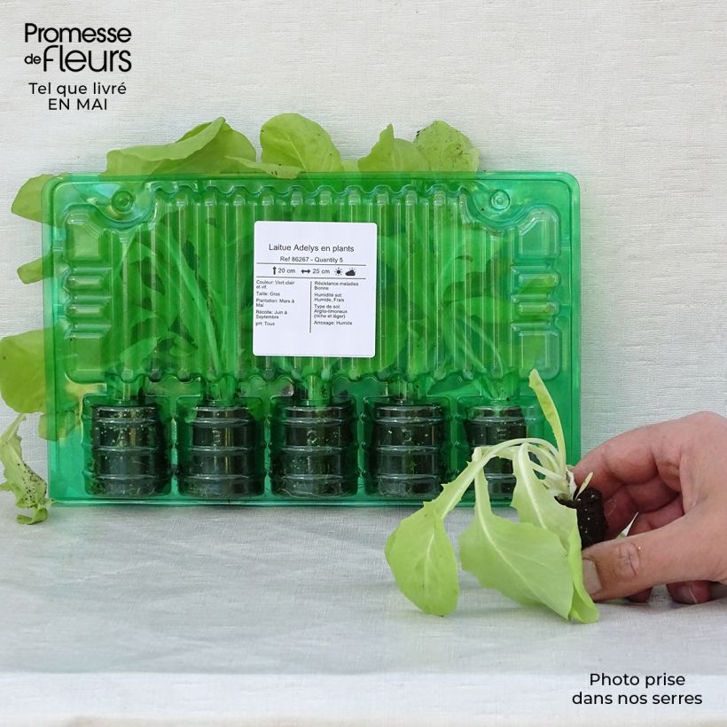 Spécimen de Laitue Adelys en plants Motte 4 cm x 4,5 cm tel que livré au printemps
