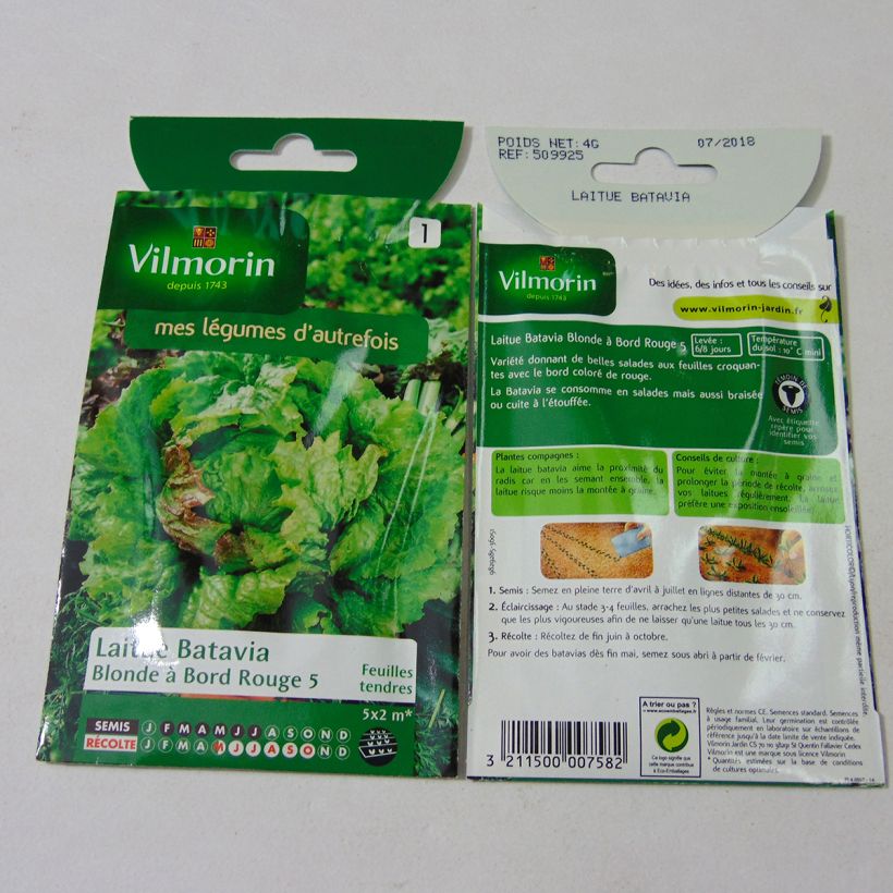 Exemple de spécimen de Laitue Batavia Blonde à bord rouge 5 - Vilmorin le sachet de 3200 graines (4g) tel que livré