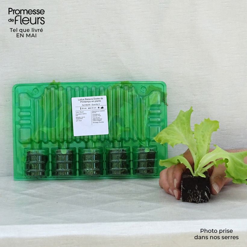 Spécimen de Laitue Batavia Dorée de Printemps en plants Motte 4 cm x 4,5 cm tel que livré au printemps