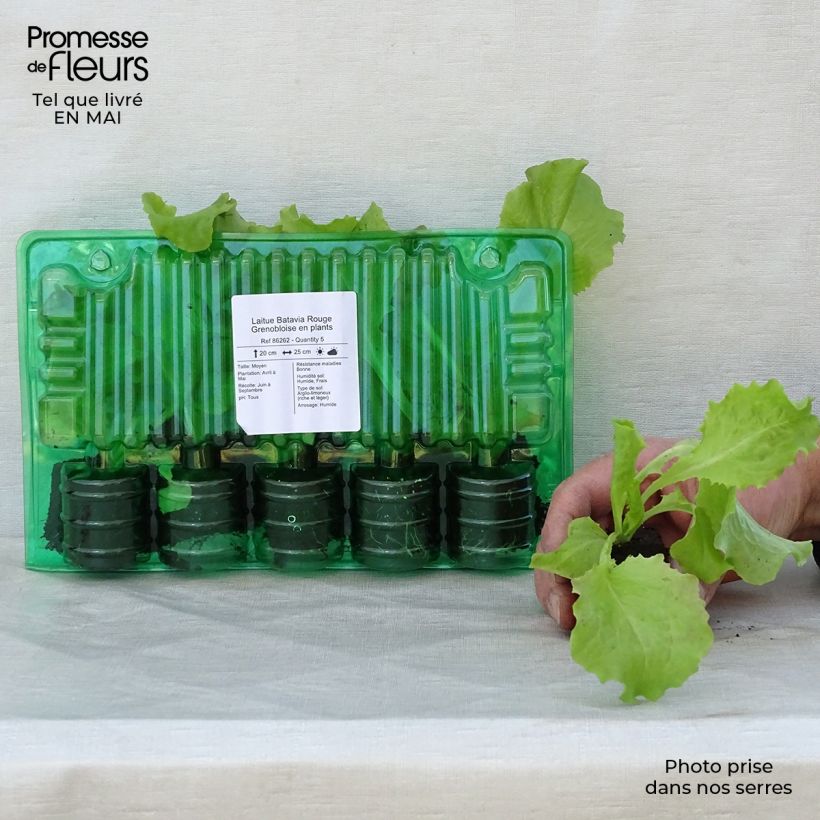 Spécimen de Laitue Batavia Rouge Grenobloise en plants Motte 4 cm x 4,5 cm tel que livré au printemps