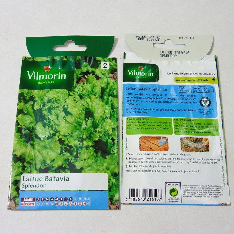 Exemple de spécimen de Laitue Batavia Splendor - Vilmorin Graines tel que livré