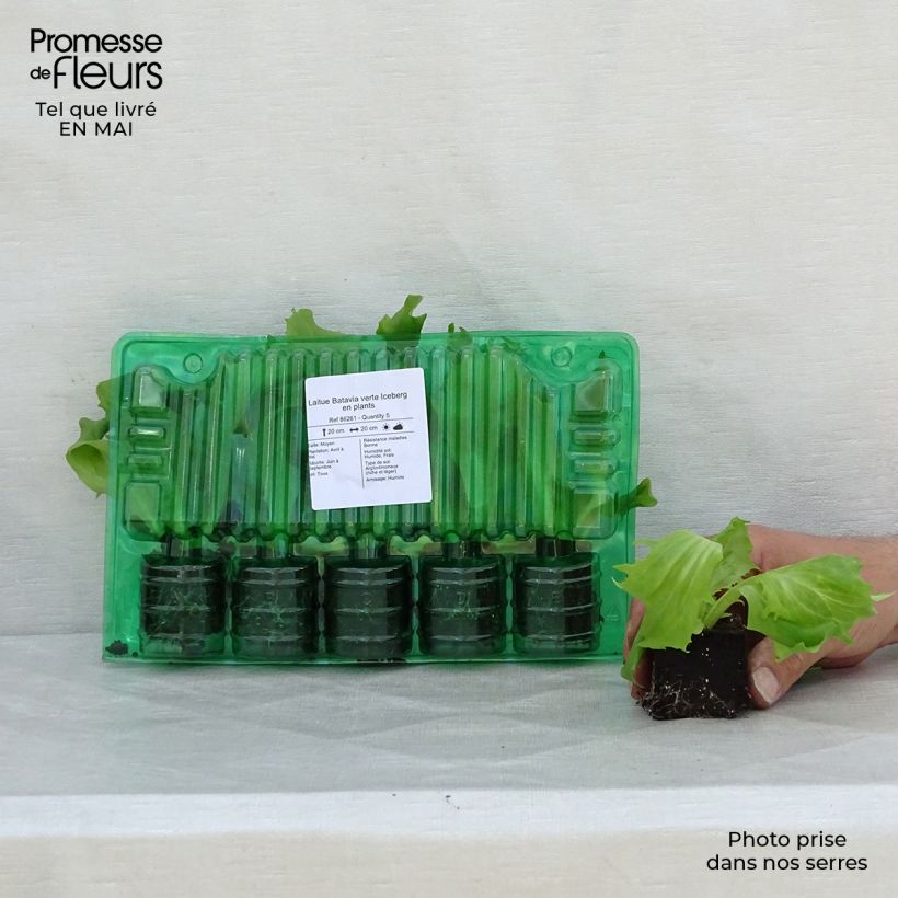 Spécimen de Laitue Batavia verte Iceberg en plants Motte 4 cm x 4,5 cm tel que livré au printemps