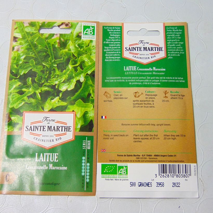 Exemple de spécimen de Laitue Cressonnette Marocaine (Radichetta) Bio - Ferme de Sainte Marthe - Graines de salade à couper tel que livré