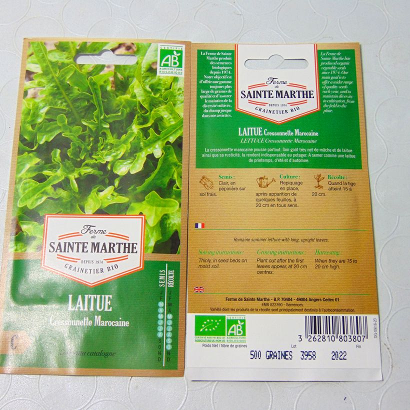 Exemple de spécimen de Laitue Cressonnette Marocaine (Radichetta) Bio - Ferme de Sainte Marthe - Graines de salade à couper Graines tel que livré