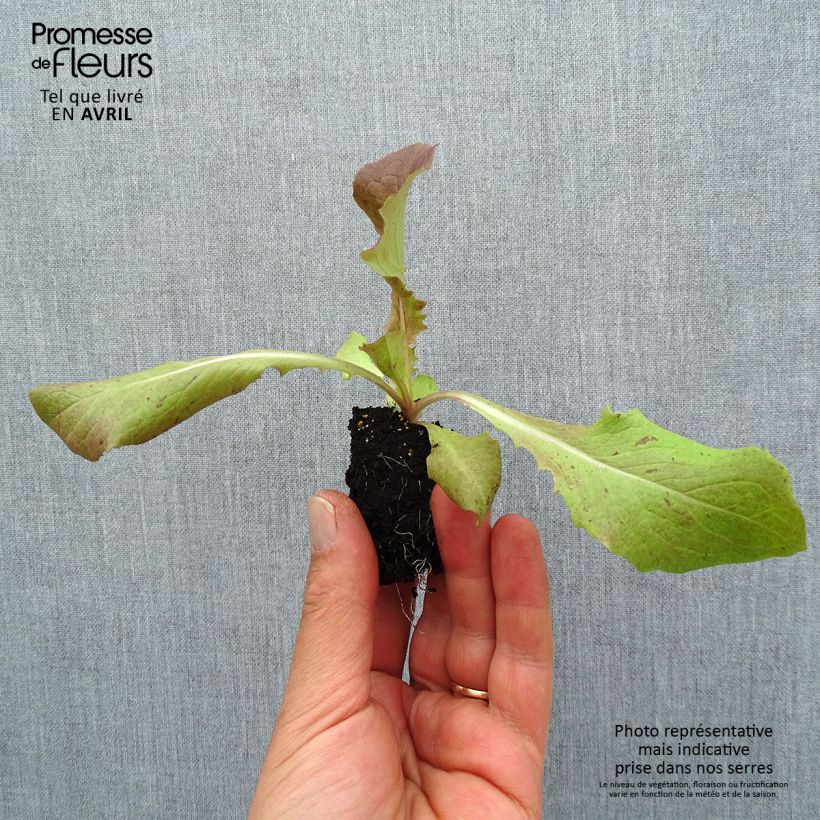 Spécimen de Laitue Picholine (rouge) en plants Motte 4 cm x 4,5 cm tel que livré au printemps