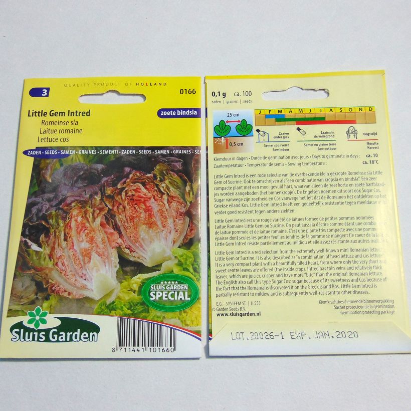 Exemple de spécimen de Laitue Romaine Little Gem Intred - Lactuca sativa Graines tel que livré