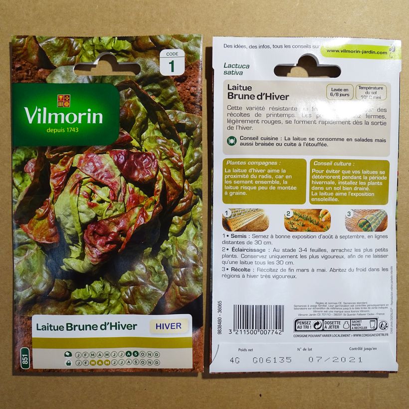 Exemple de spécimen de Laitue d'Hiver Brune d'Hiver - Vilmorin Graines tel que livré