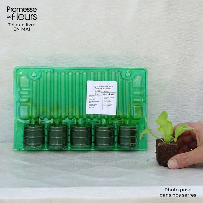 Spécimen de Laitue feuille de Chêne Panisse en plants Motte 4 cm x 4,5 cm tel que livré au printemps