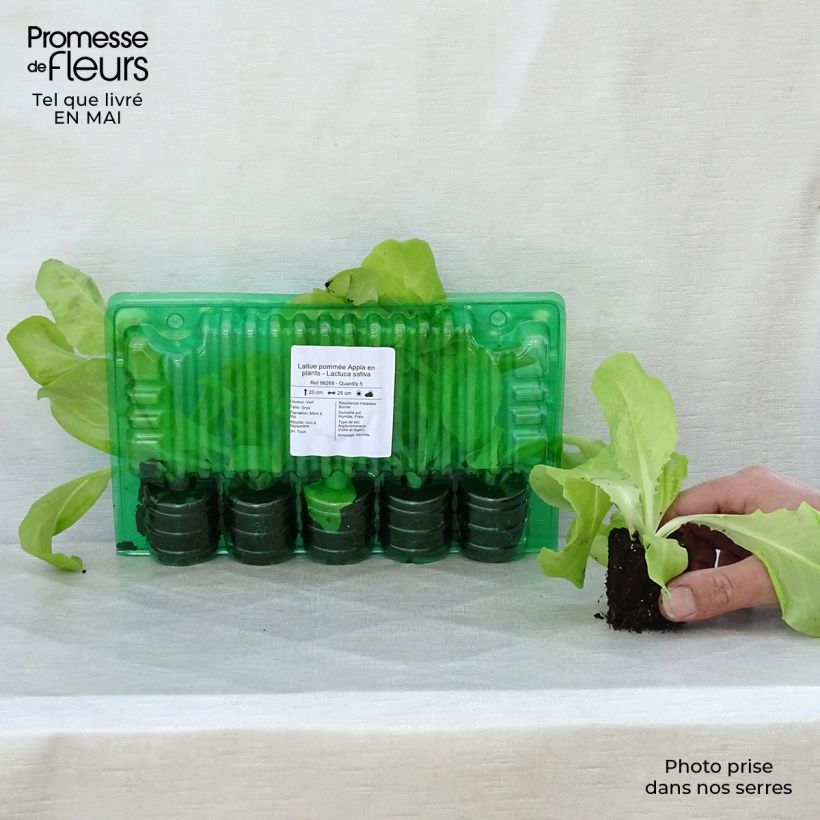 Spécimen de Laitue pommée Appia en plants - Lactuca sativa Motte 4 cm x 4,5 cm tel que livré au printemps