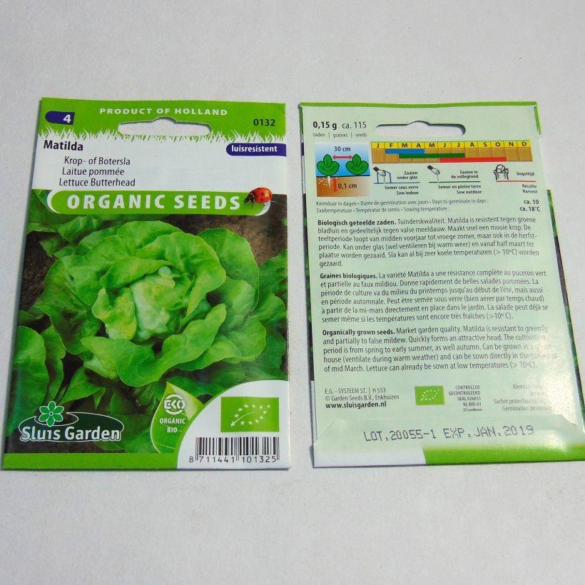 Exemple de spécimen de Laitue pommée Matilda BIO - Lactuca sativa Graines tel que livré