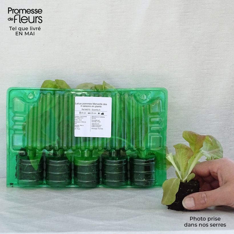 Spécimen de Laitue pommée Merveille des 4 saisons en plants Motte 4 cm x 4,5 cm tel que livré au printemps