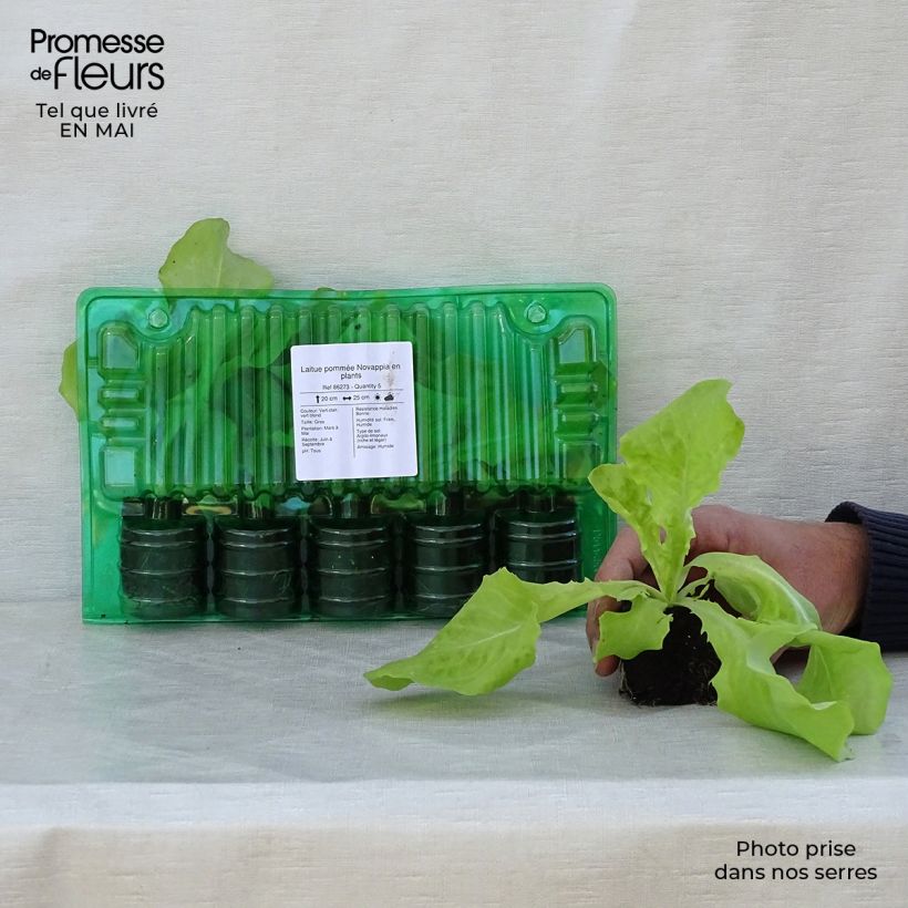 Spécimen de Laitue pommée Novappia en plants Motte 4 cm x 4,5 cm tel que livré au printemps