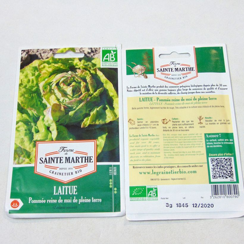 Exemple de spécimen de Laitue pommée Reine de Mai de pleine terre Bio - Ferme de Sainte Marthe Graines tel que livré