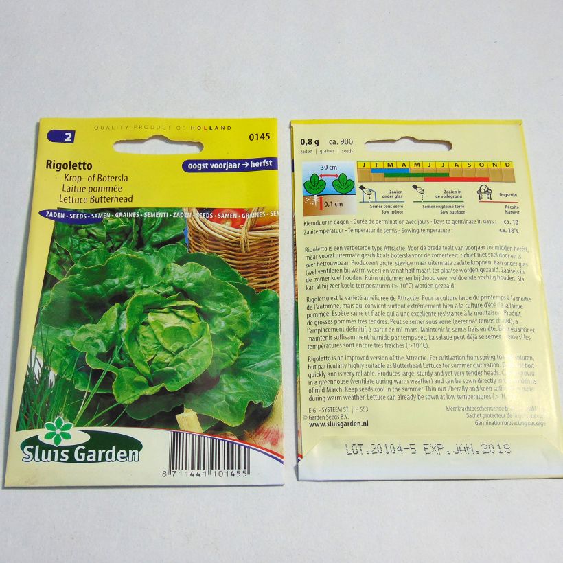 Exemple de spécimen de Laitue pommée Rigoletto - Lactuca sativa Graines tel que livré