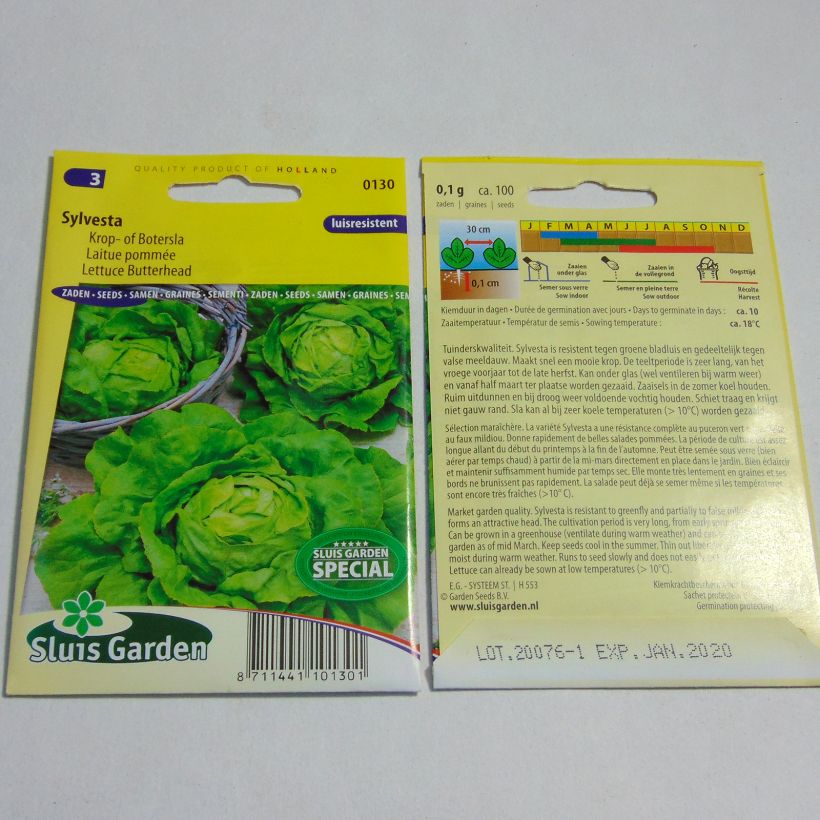 Exemple de spécimen de Laitue pommée Sylvesta - Lactuca sativa Graines tel que livré