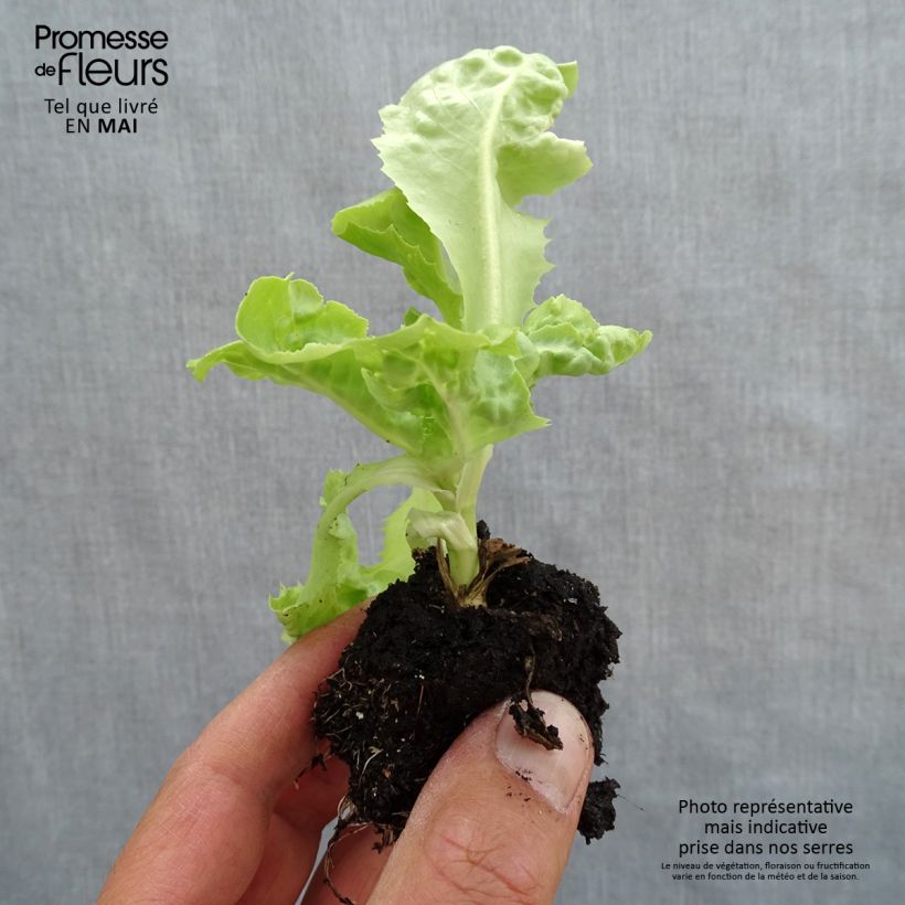Spécimen de Laitue pommée blonde Gabino en plants Bio Motte 4 cm x 4,5 cm tel que livré au printemps
